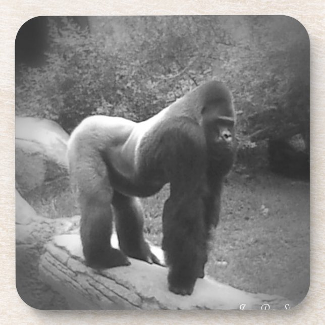 Silveback Gorilla Getränkeuntersetzer (Vorderseite)