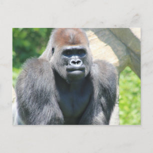 Silver Back Gorilla Postkarte
