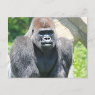 Silver Back Gorilla Postkarte