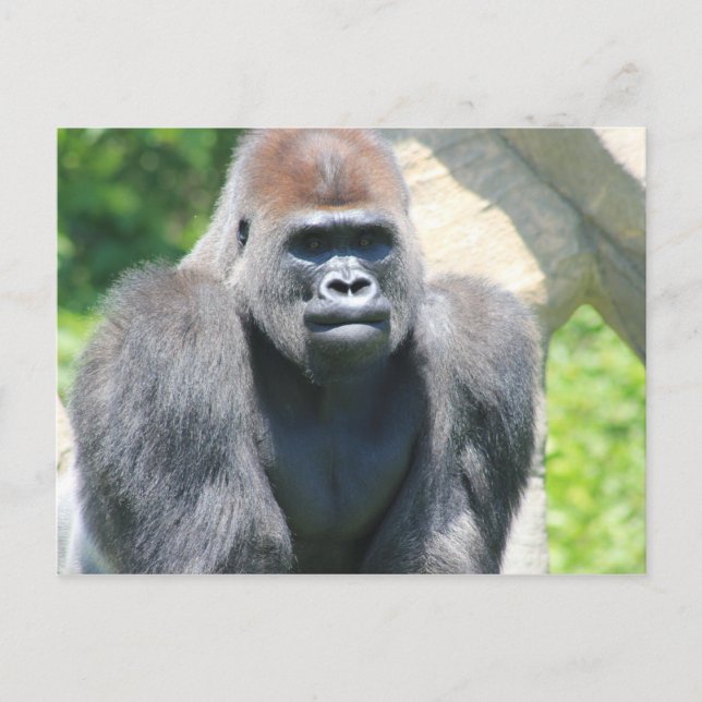Silver Back Gorilla Postkarte (Vorderseite)