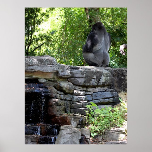 Silver Back Gorilla vermitteln Poster (Vorne)
