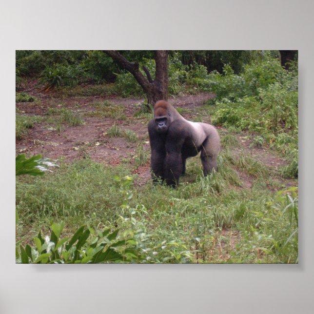 Silver Back Poster (Vorne)