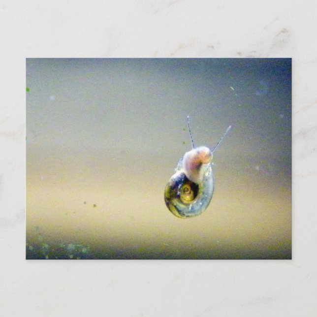 Silver-Blue-Gold-Schnecke Postkarte (Vorderseite)