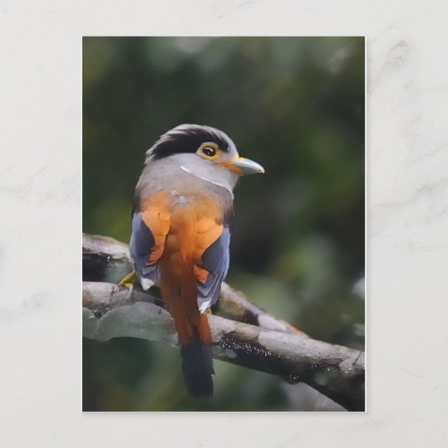 Silver Breasted Broadbill Postkarte (Vorderseite)