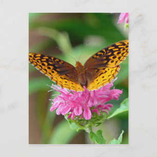 Silver Checkerspot Butterfly Postkarte