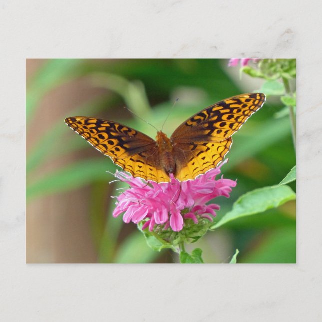 Silver Checkerspot Butterfly Postkarte (Vorderseite)