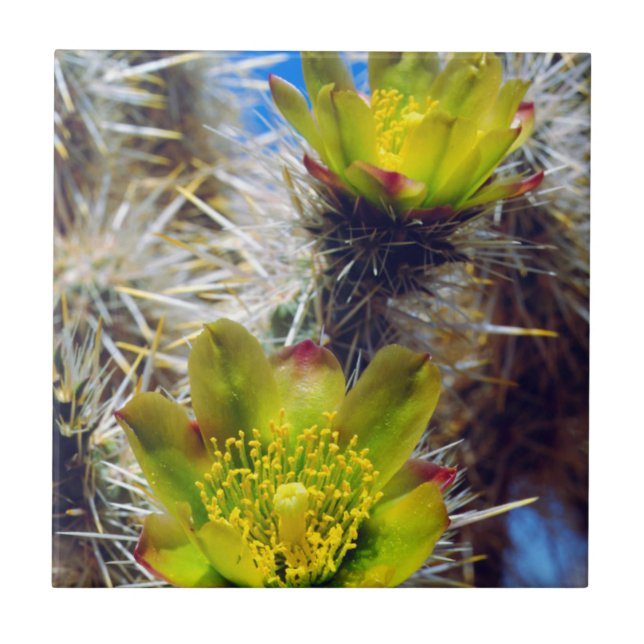 Silver Cholla Cactus Wildblumen Fliese (Vorderseite)