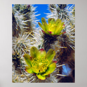 Silver Cholla Cactus Wildblumen Poster