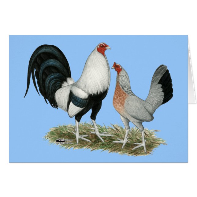 Silver Duckwing Gamefowl (Vorderseite (Horizontal))