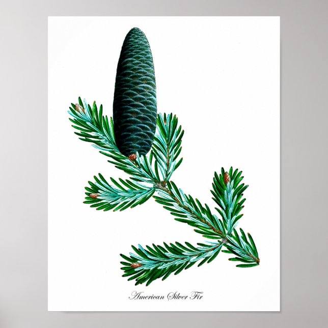 Silver Fiber Botanical Print #2 Wohngestaltung Wal Poster (Vorne)
