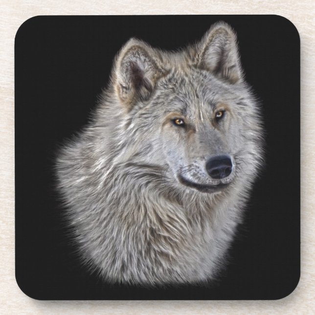 Silver Gray Wolf Wildlife Portrait Untersetzer (Vorderseite)