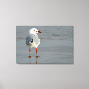 SILVER GULL 24x36 Leinwanddruck