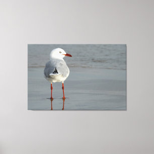 SILVER GULL 32x48 Leinwanddruck