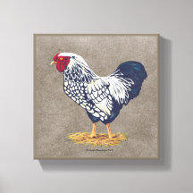 Silver Laced Wyandotte Rooster