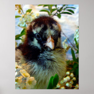Silver Lacke Cochin Chick in Studio Einstellung Poster