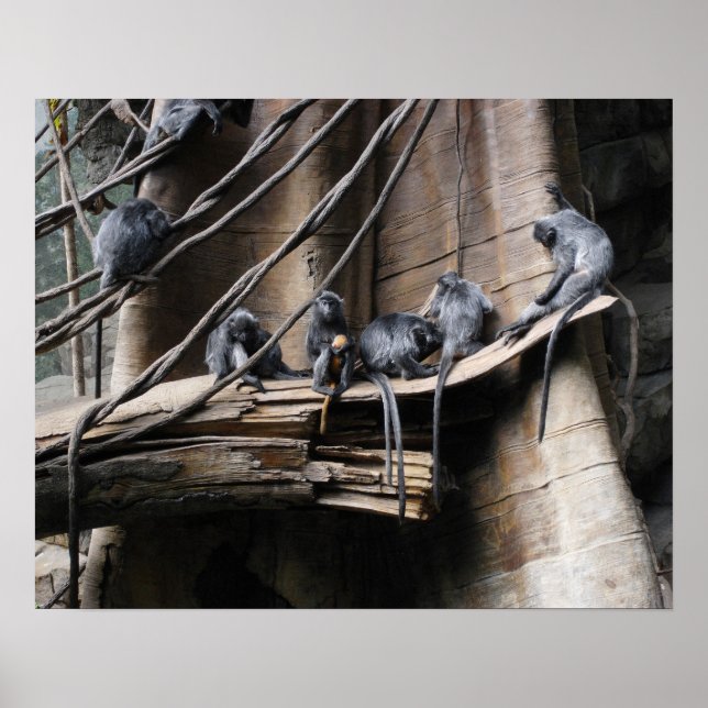 Silver Langur Affentruppe mit Baby Poster (Vorne)