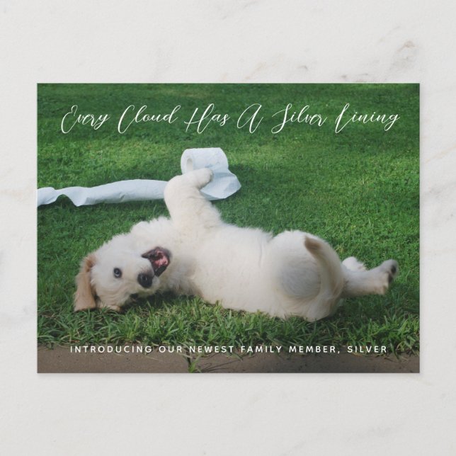 Silver Lining Foto von PET Adoptionsadoption Ankündigungspostkarte (Vorderseite)
