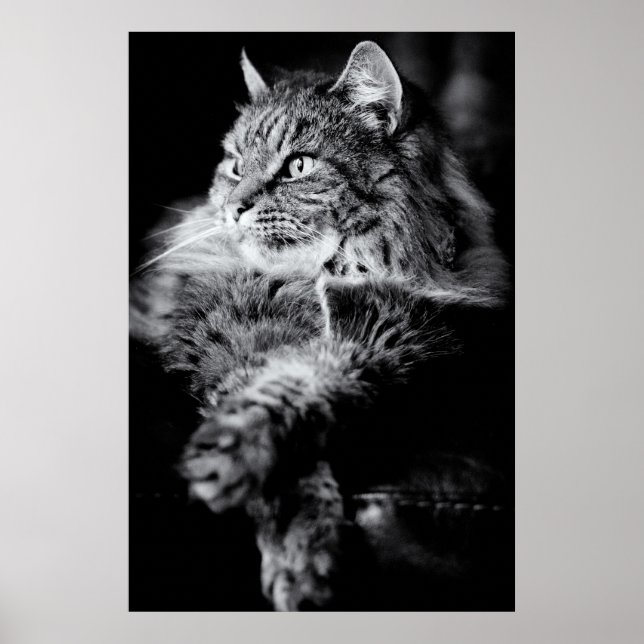 Silver Long Hair Tabby Cat Poster (Vorne)