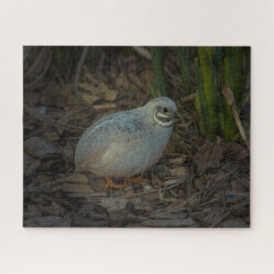 Silver Male Button Quail im Gras