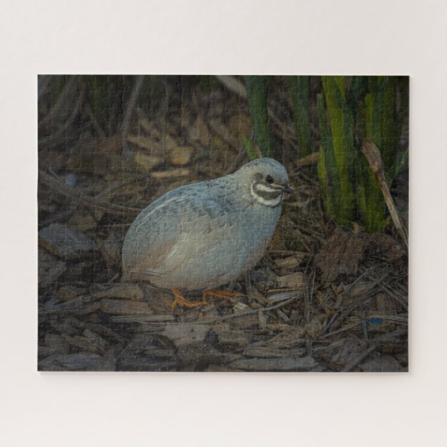 Silver Male Button Quail im Gras (Horizontal)