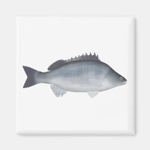 Silver Perch Magnet