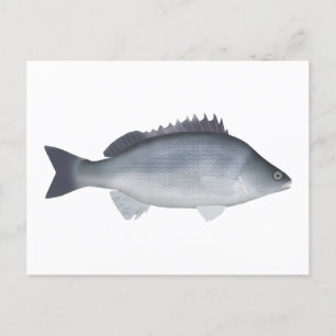 Silver Perch Postkarte