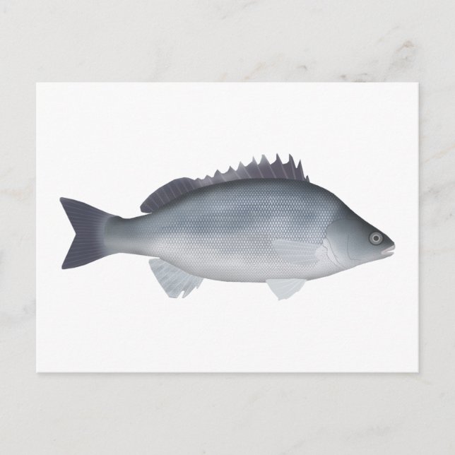 Silver Perch Postkarte (Vorderseite)