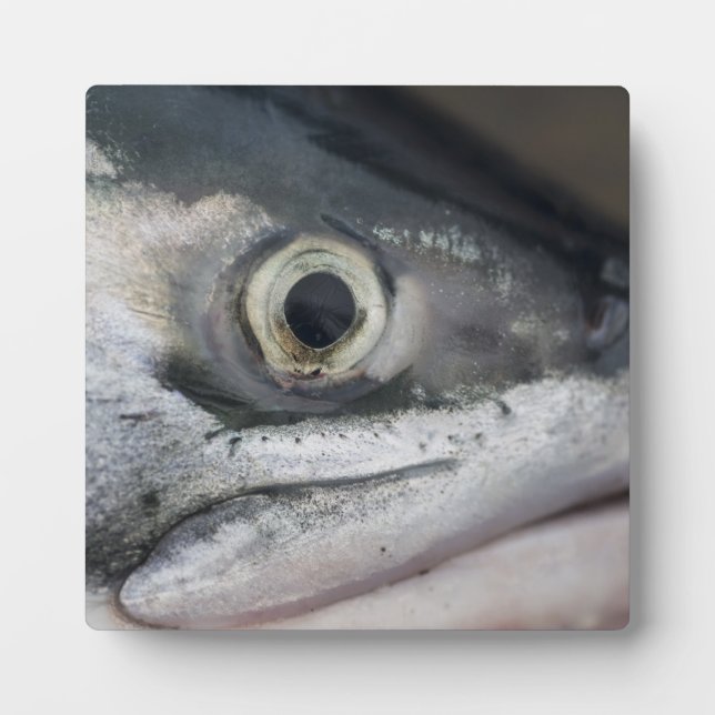 Silver Salmon Face Fotoplatte (Vorderseite)