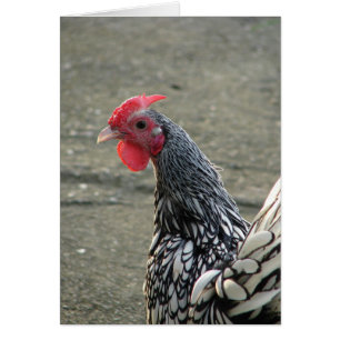 Silver Sebright Bantam