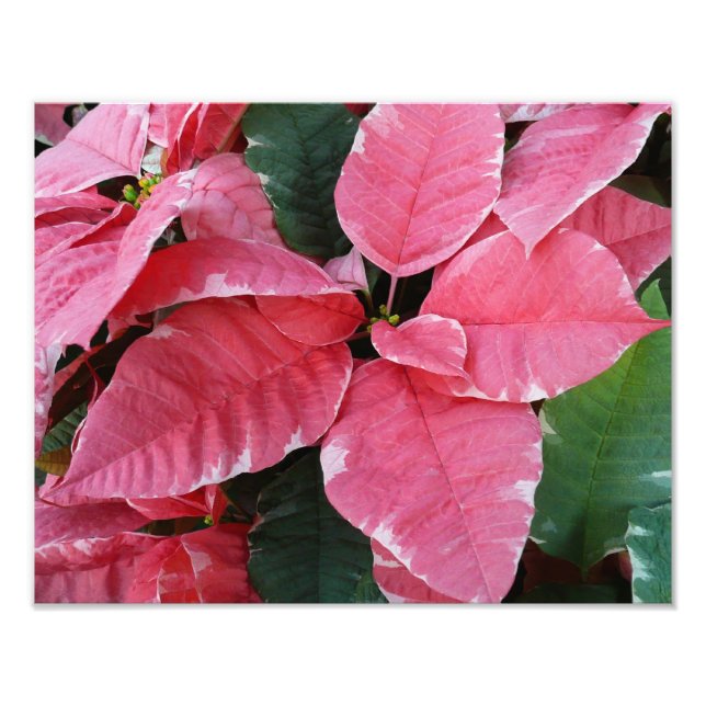 Silver Star Marble Poinsettias Pink Holiday Floral Fotodruck (Vorne)