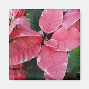 Silver Star Marble Poinsettias Pink Holiday Floral Magnet