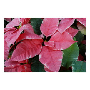 Silver Star Marble Poinsettias Pink Holiday Floral Poster