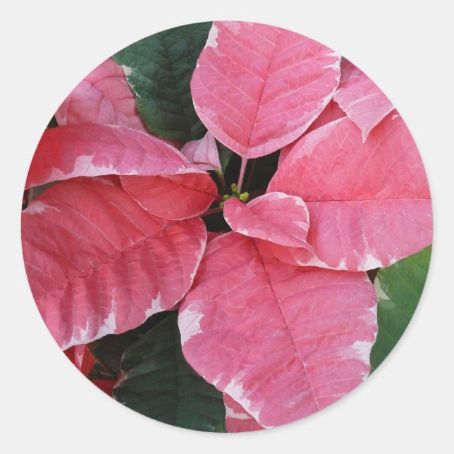 Silver Star Marble Poinsettias Pink Holiday Floral Runder Aufkleber (Vorderseite)