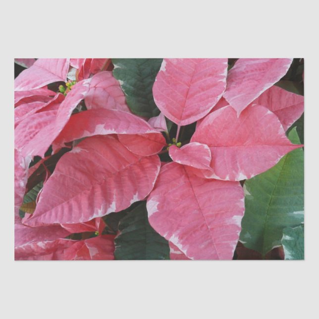 Silver Star Marble Poinsettias Pink Holiday Floral Seidenpapier (Vorderseite)