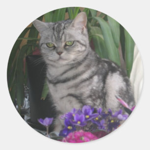 Silver tabby - British Shorthair Cat Aufkleber