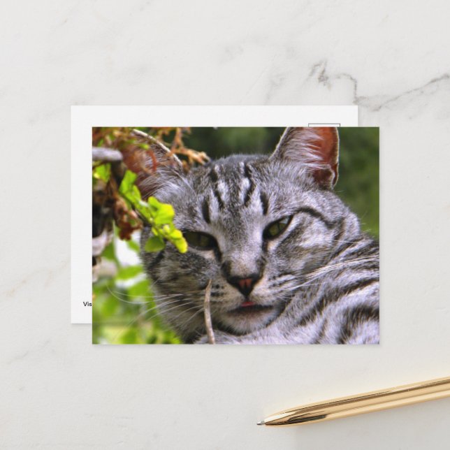 Silver Tabby Cat Face Postkarte (Vorderseite/Rückseite Beispiel)
