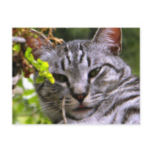 Silver Tabby Cat Face