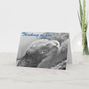 Silver the Cat Greeting Card Karte