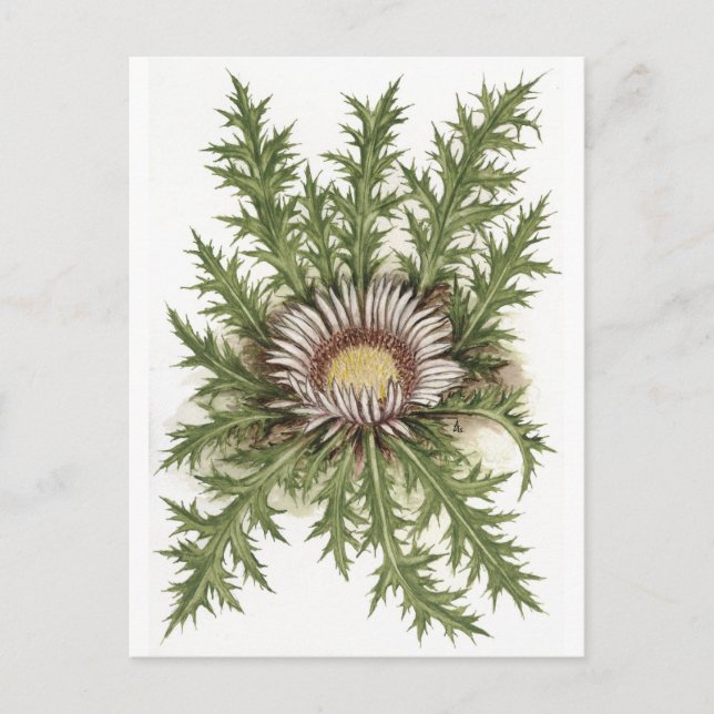 Silver Thistle Collection Postkarte (Vorderseite)