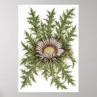 Silver Thistle — Sue Abonyi Poster