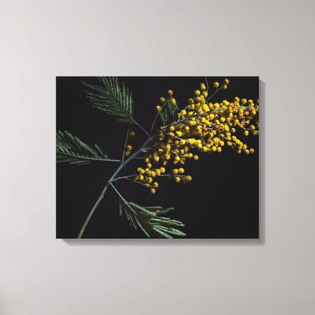Silver Wattle Blume Leinwanddruck (Vorderseite)