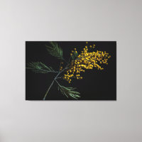 Silver Wattle Blume