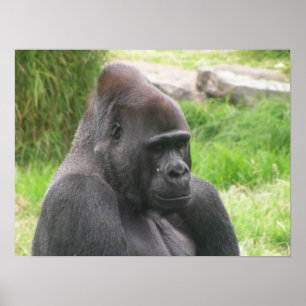 Silverback 001 Leinwand Poster