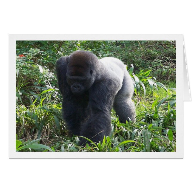 Silverback en mouvement (Devant horizontal)
