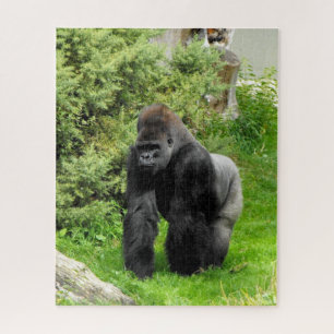 Silverback Gorilla
