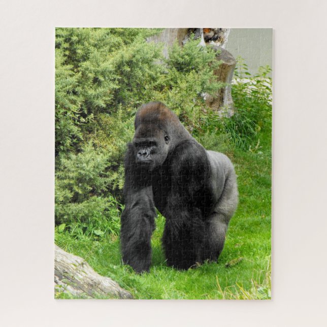 Silverback Gorilla (Vertikal)