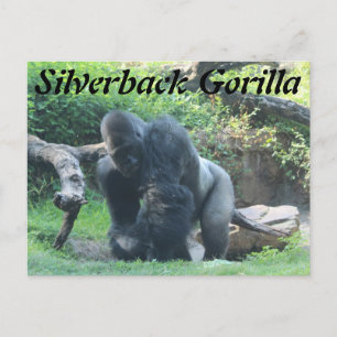 Silverback Gorilla # 1 Postkarte