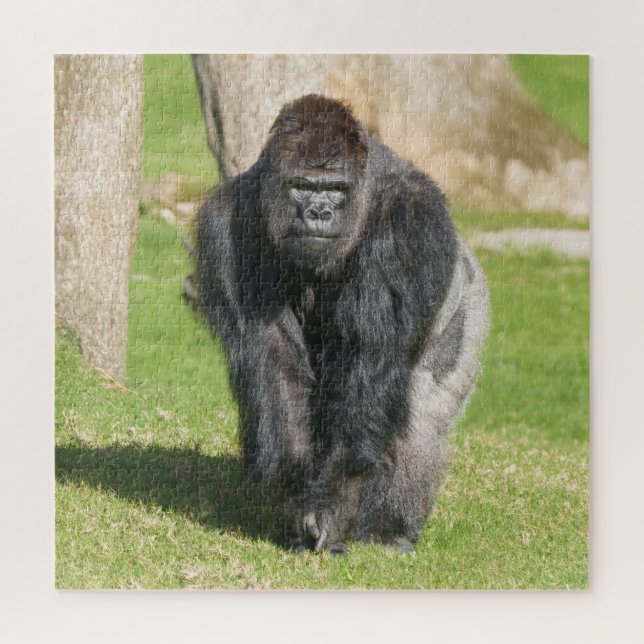 Silverback Gorilla – A Moment of Power (Vertikal)