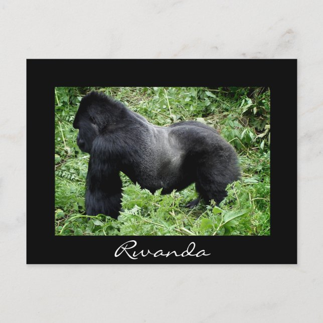 Silverback Gorilla Black Rwanda Postkarte (Vorderseite)