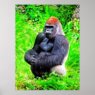 Silverback Gorilla Foto Painting Poster